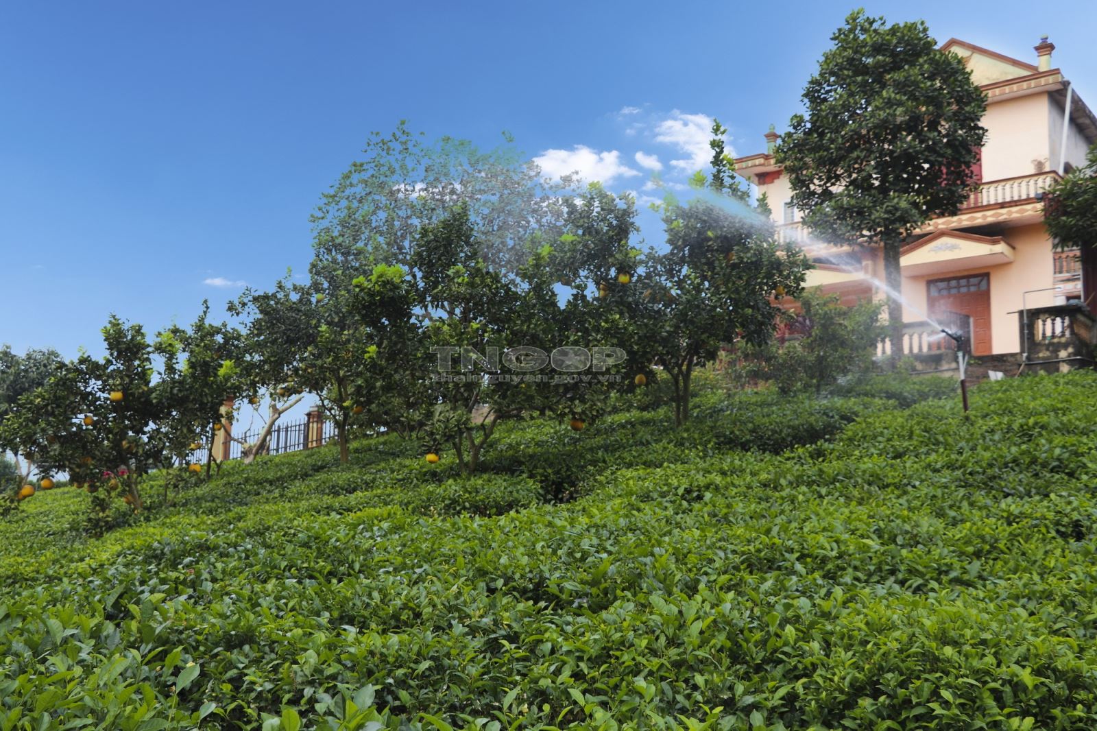 Giữ tinh hoa, hồn cốt vùng chè Tân Cương